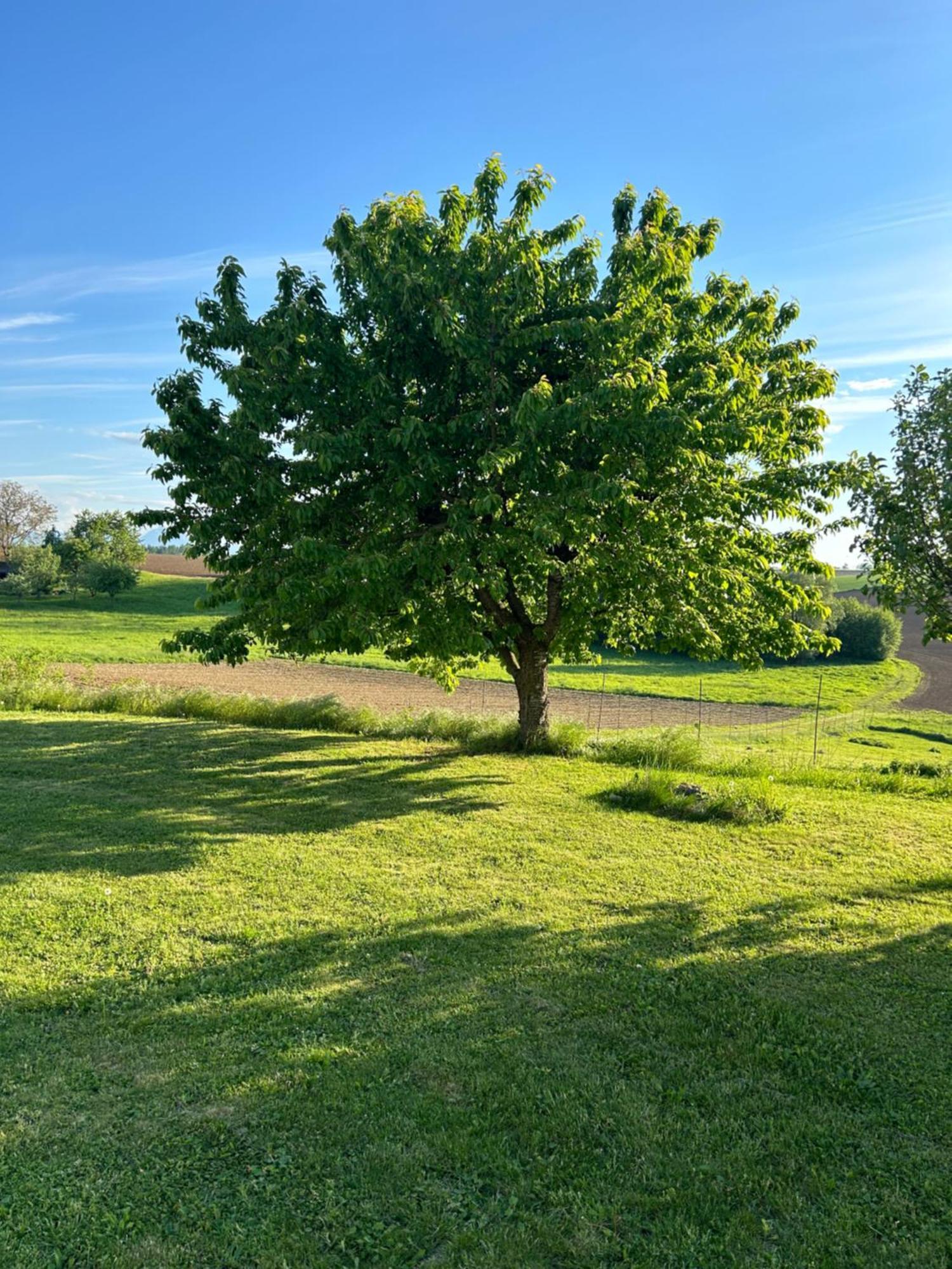 Babsi Appartments- leben am Land Wels Bagian luar foto